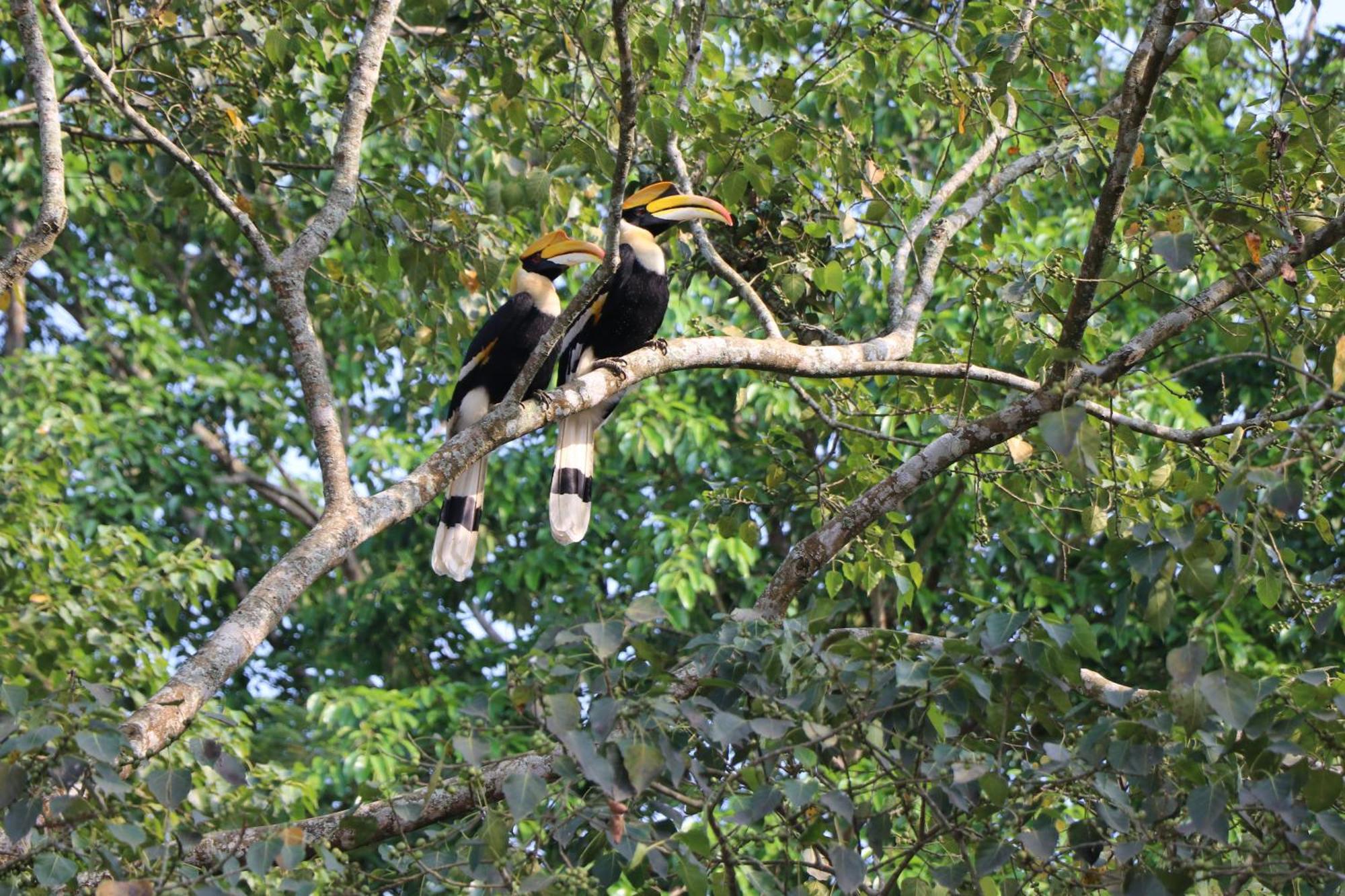 Royale De' Casa Resort Kaziranga Kāziranga Exterior foto