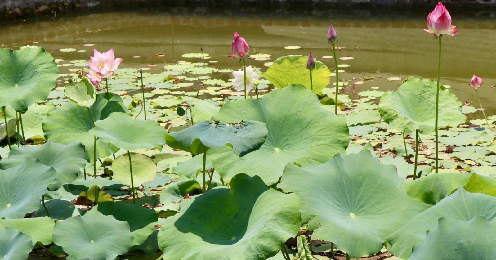 Royale De' Casa Resort Kaziranga Kāziranga Exterior foto