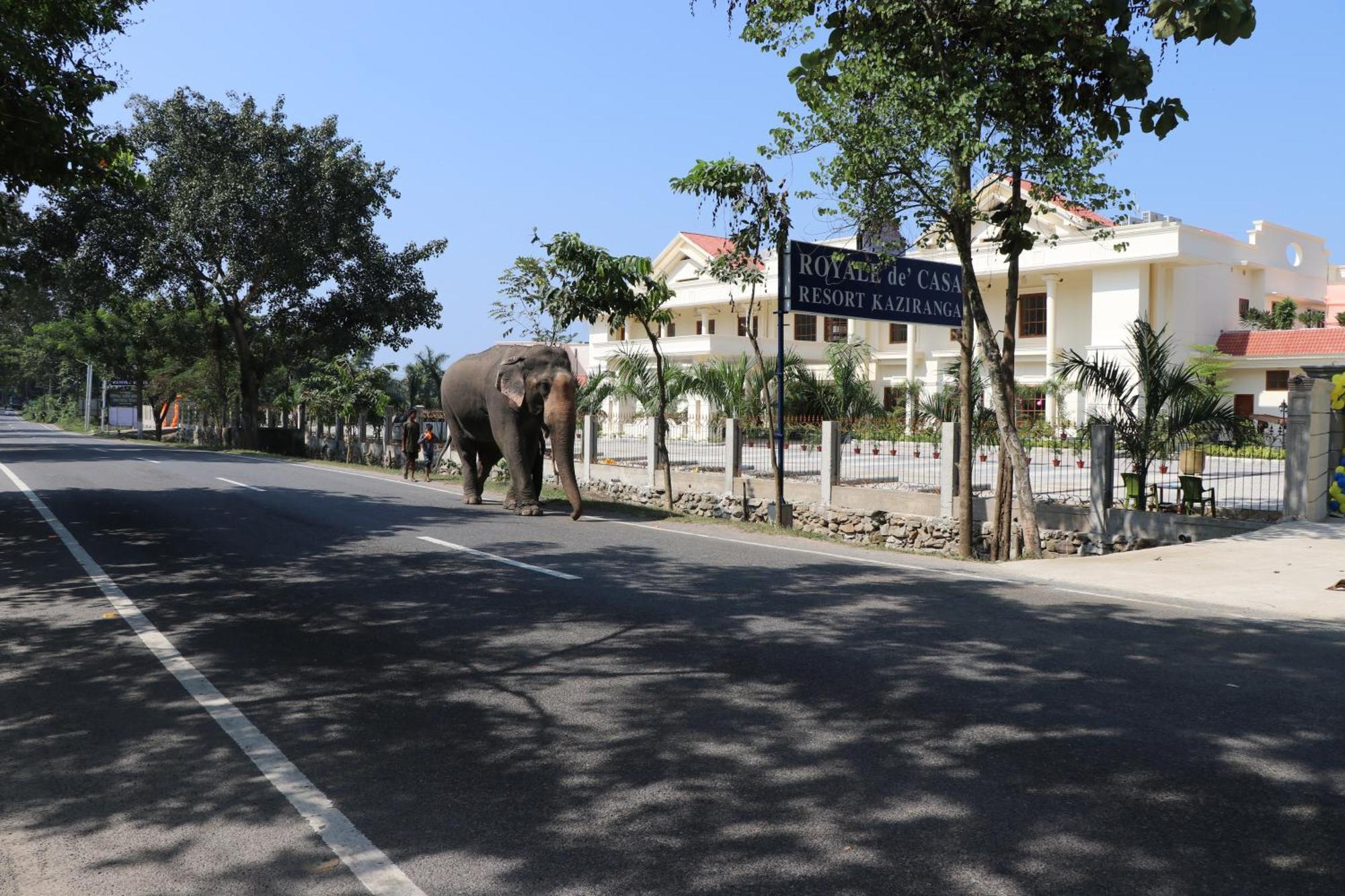 Royale De' Casa Resort Kaziranga Kāziranga Exterior foto